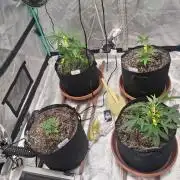 New Grow