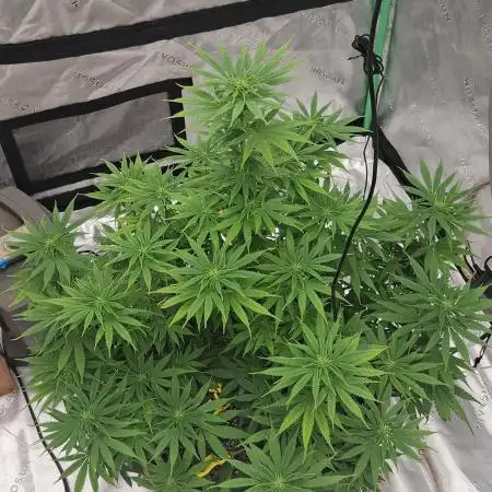 1st indoor grow.