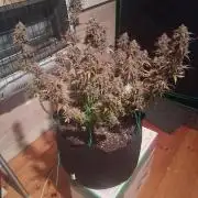 Organic Grow