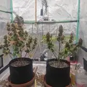 Organic Competition