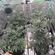 Organic Competition
