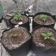 Organic Grow