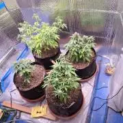 2nd indoor grow