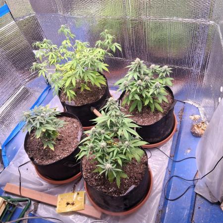 2nd indoor grow