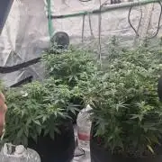 Organic Grow