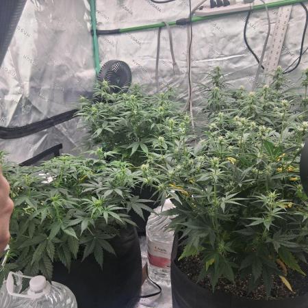 Organic Grow