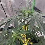 1st indoor grow.