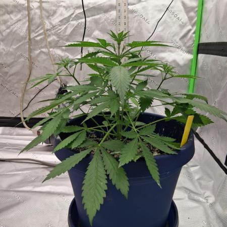 1st indoor grow.