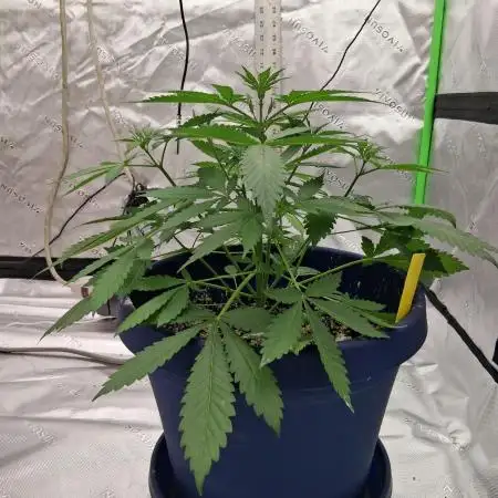 1st indoor grow.