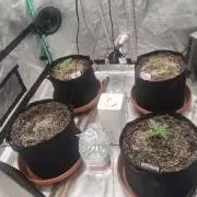 New Grow