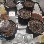 Organic Competition