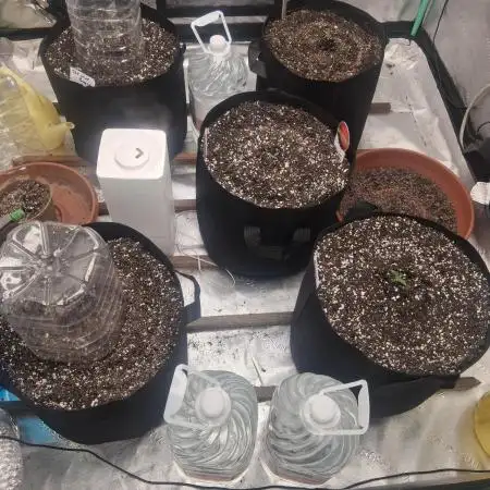 Organic Competition