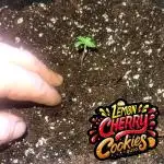 Lemon Cherry Cookies