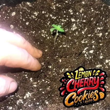 Lemon Cherry Cookies
