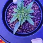 First RDWC Grow
