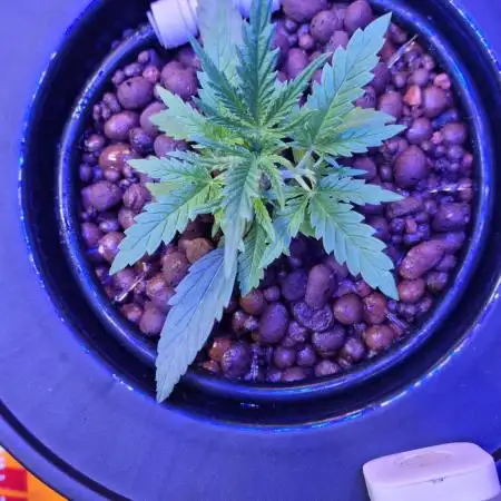 First RDWC Grow