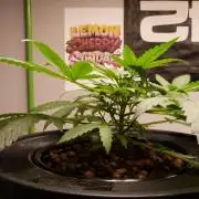 NEW Lemon Cherry Sundae RDWC