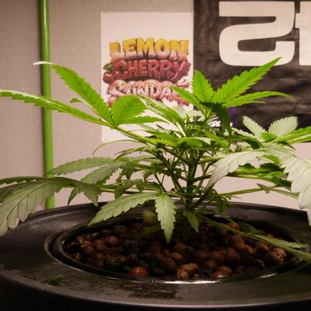 NEW Lemon Cherry Sundae RDWC