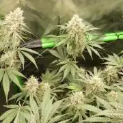 Mendo Guava Automatic