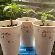 GoodGenetix G-Donutz Automatic