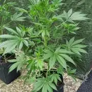 Strawberry Gorilla Automatic Fastbuds