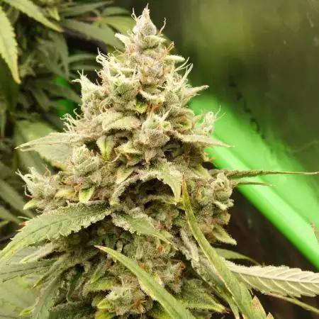Banana Guava