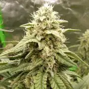 Mendo Frost Automatic