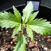 OUTDOOR Apricot Automatic FastBuds
