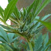 3in1 OUTDOOR Apricot Automatic FastBuds