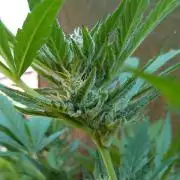 3in1 OUTDOOR Apricot Automatic FastBuds
