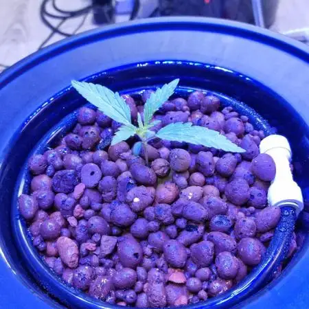 First RDWC Grow
