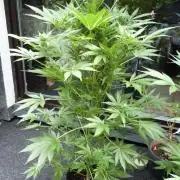 Strawberry Gorilla Automatic Fastbuds