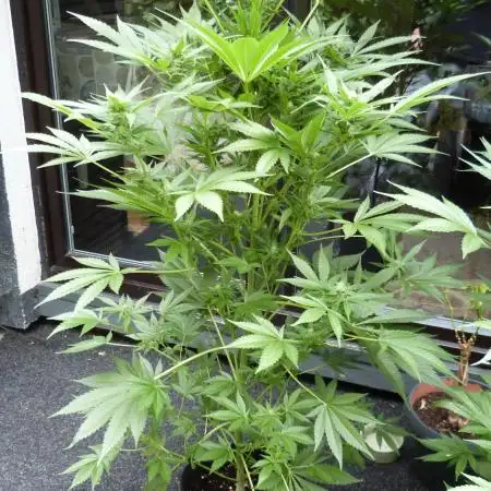 Strawberry Gorilla Automatic Fastbuds