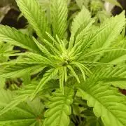 !FastBuds FBA unpublished TESTER GROW!
