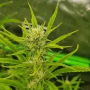 Banana Guava
