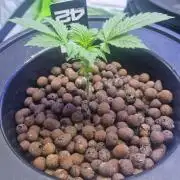 Frostbanger Automatic FastBuds