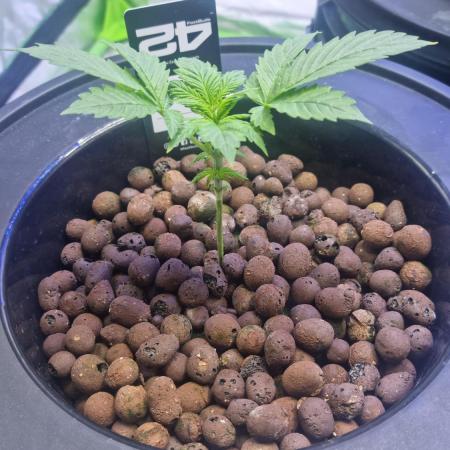 Frostbanger Automatic FastBuds