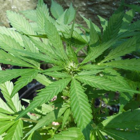 Outdoor Lemon Cherry Cookies Automatic