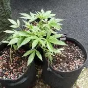 Outdoor Lemon Cherry Cookies Automatic