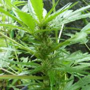 3in1 OUTDOOR Apricot Automatic FastBuds