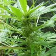 3in1 OUTDOOR Apricot Automatic FastBuds