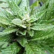Strawberry Gorilla Automatic Fastbuds