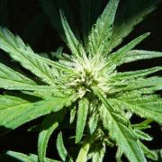 3in1 OUTDOOR Apricot Automatic FastBuds