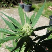 3in1 Outdoor Lemon Cherry Cookies Auto
