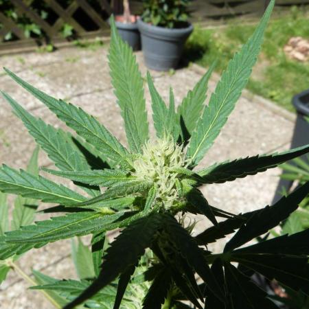 3in1 Outdoor Lemon Cherry Cookies Auto
