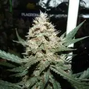 GoodGenetix Permanent-G Automatic