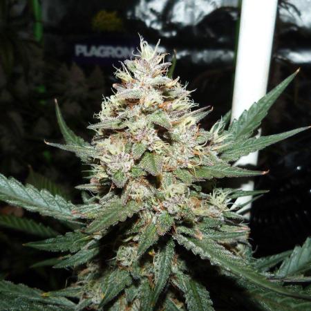 GoodGenetix Permanent-G Automatic