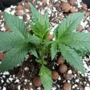 GoodGenetix Permanent-G Automatic