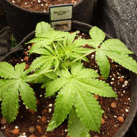 Community GROW
