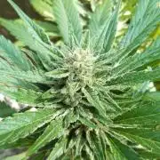 3in1 OUTDOOR Apricot Automatic FastBuds